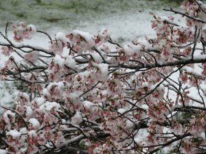 3月に思いがけない雪が降りました。せっかく咲いた桜に積もっています。